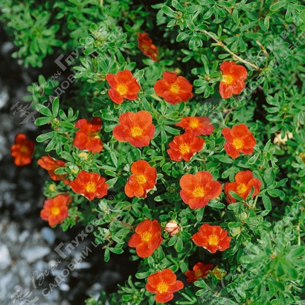 Лапчатка кустарниковая "Мариан Ред Робин" на фото