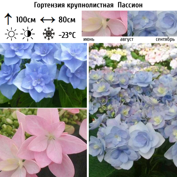 Основное изображение товара