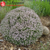 Тимьян (Thymus) Р9 СП/26
