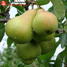 Основное изображение товара