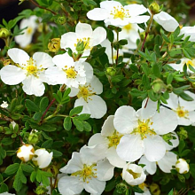 Основное изображение товара