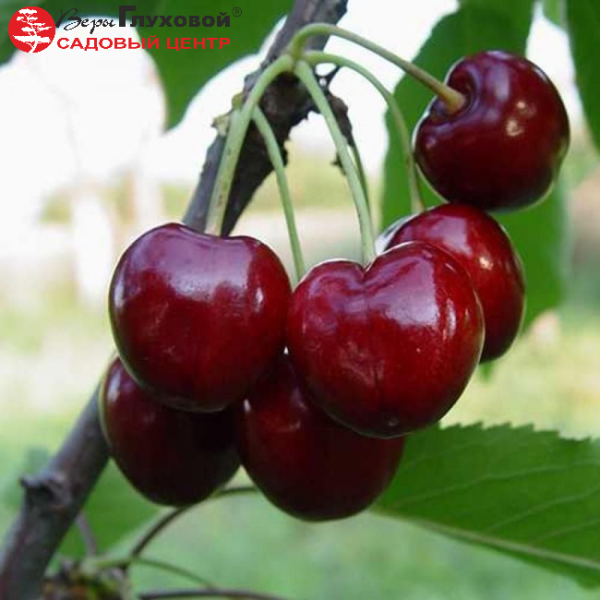 Основное изображение товара