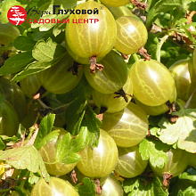 Основное изображение товара