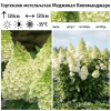 Гортензия метельчатая (Hydrangea paniculata) Меджикал Килиманджаро  С3 СП/25