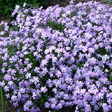 Основное изображение товара