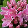 Азалия японская (Azalea japonica) 'Kermesina Rose' С3 ПЧ/24