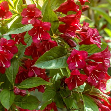 Основное изображение товара