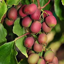 Основное изображение товара