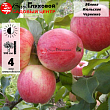 Яблоня 
