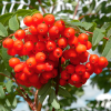 Рябина обыкновенная (Sorbus aucuparia) 175-200 С7,5 БАл/26