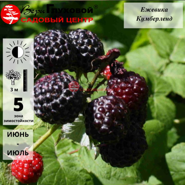 Основное изображение товара