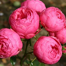 Основное изображение товара