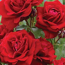 Основное изображение товара