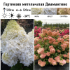 Гортензия метельчатая (Hydrangea paniculata) Диамантино Р9 СП/25