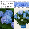Гортензия крупнолистная (Hydrangea macrophyllа) Эндлесс Саммер Блумстар Блю С3 БдН/26