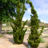 Можжевельник китайский (Juniperus chinensis) Кайзука 125-150 С18 НБл/26