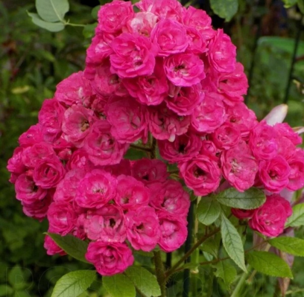 Основное изображение товара