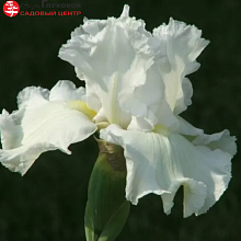 Основное изображение товара