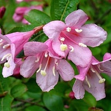 Основное изображение товара