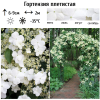 Гортензия плетистая (Hydrangea petiolaris) Петиоларис С3 СП/24