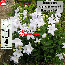 Основное изображение товара