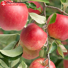 Яблоня Жигулевское (осенний сорт)