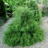 Туя западная (Thuja occidentalis) Филиформис   С3 ПД/24