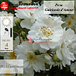 Роза плетистая 