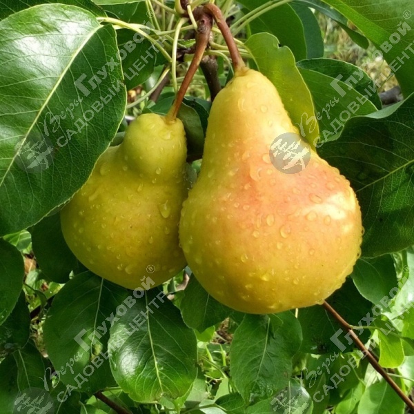 Груша "Лада" на фото