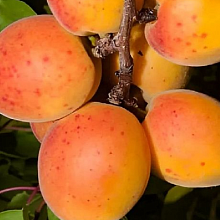 Основное изображение товара