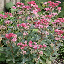 Основное изображение товара