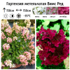 Гортензия метельчатая "Вимс Ред" на фото
