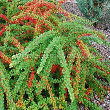 Барбарис Тунберга «Грин Карпет» Berberis thunbergii «Green Carpet»