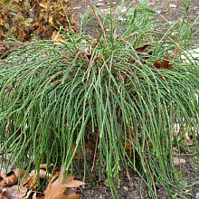 Основное изображение товара