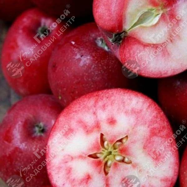 Яблоня красномясая "Сирена" на фото
