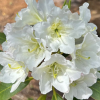 Рододендрон (Rhododendron) крупноцветковый 'Lumotar' (финская коллекция) 40-50 С15 ПЧ/26