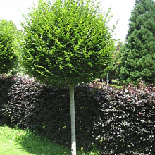 Основное изображение товара