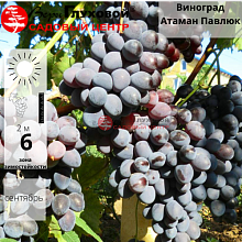 Основное изображение товара