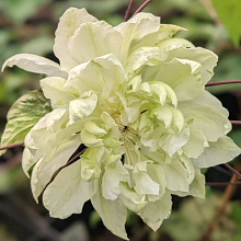 Основное изображение товара