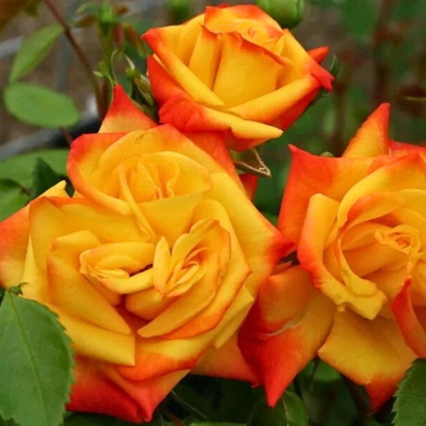 Основное изображение товара