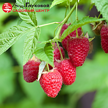Малина Геракл ремонтантная (ранняя)