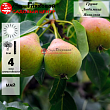 Груша 